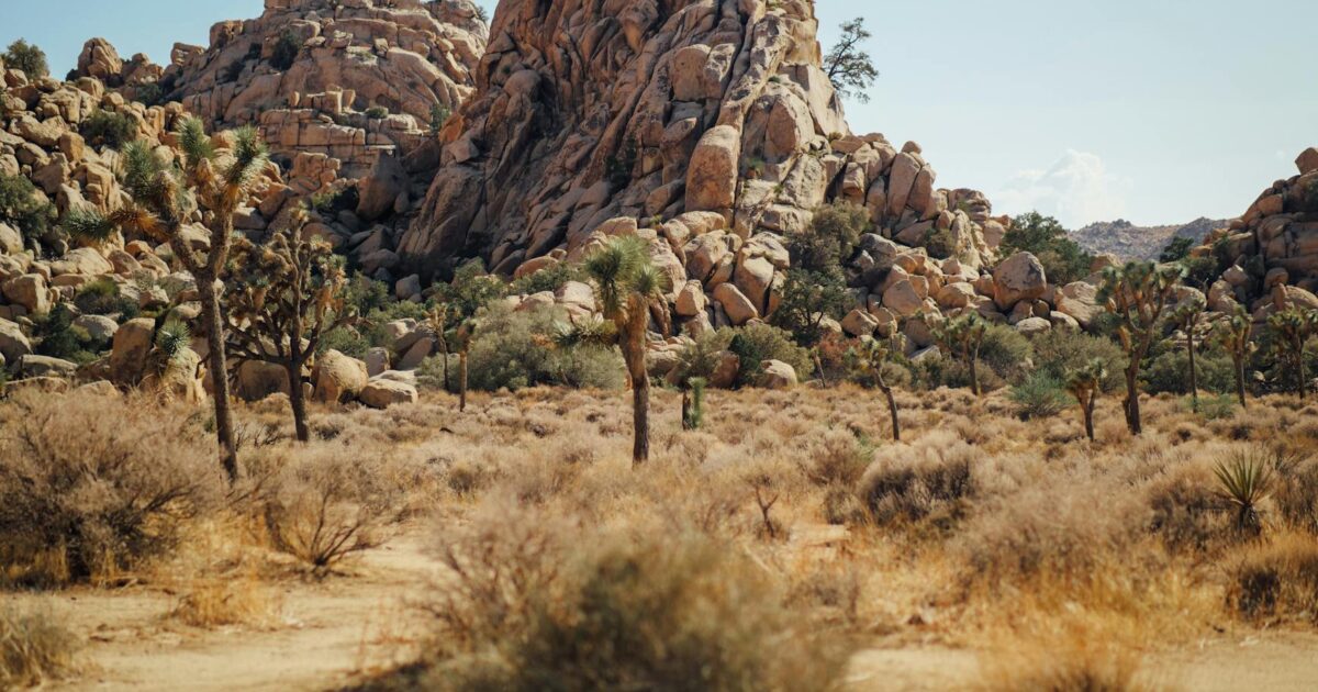 Jacob Joshua: Unpacking the Man Behind the Buzz