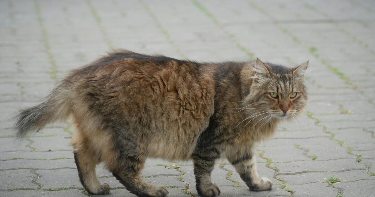 Cat Tree for Large Cats: The Ultimate Guide