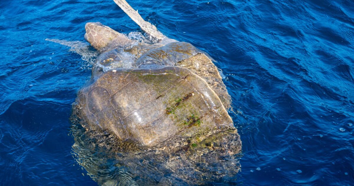 Caguama: Your 2026 Ultimate Guide to Loggerhead Turtles