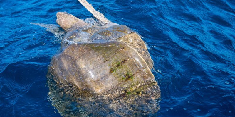 Caguama: Your 2026 Ultimate Guide to Loggerhead Turtles