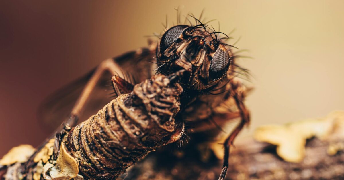 Insect Inside Computer Screen: Myth or Reality?