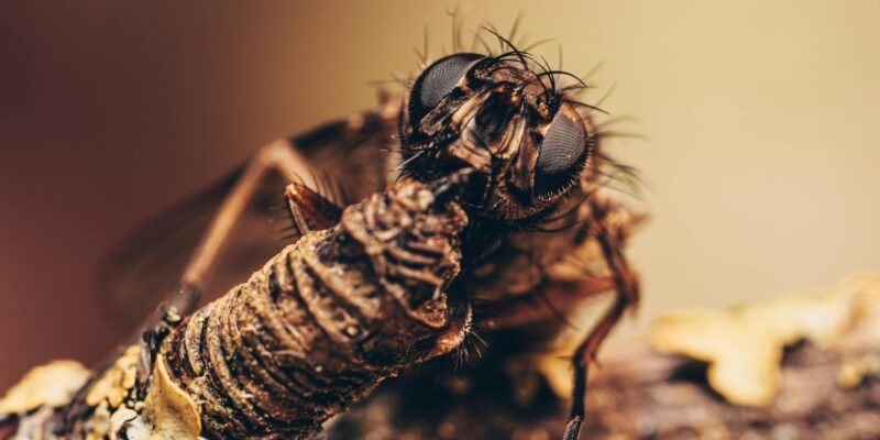 Insect Inside Computer Screen: Myth or Reality?