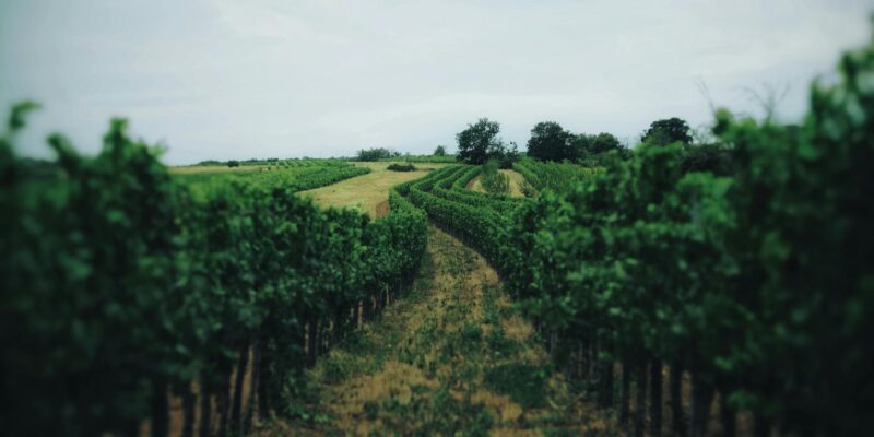 Montana French: What’s New in 2026?