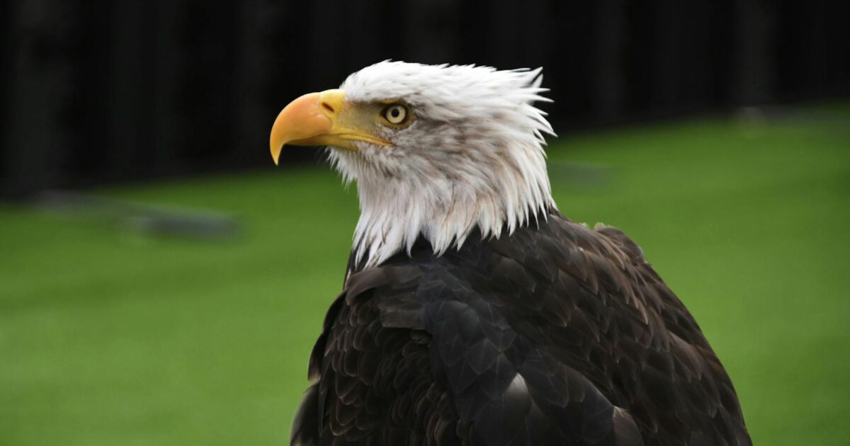 Eagles Merch: Your Ultimate Fan Guide