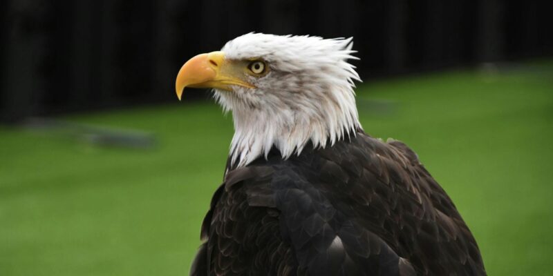 Eagles Merch: Your Ultimate Fan Guide