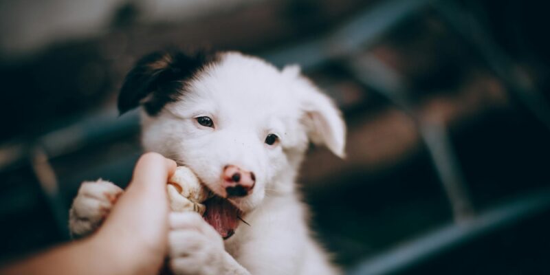 DHPP Vaccine for Dogs: Your Complete Guide 2026