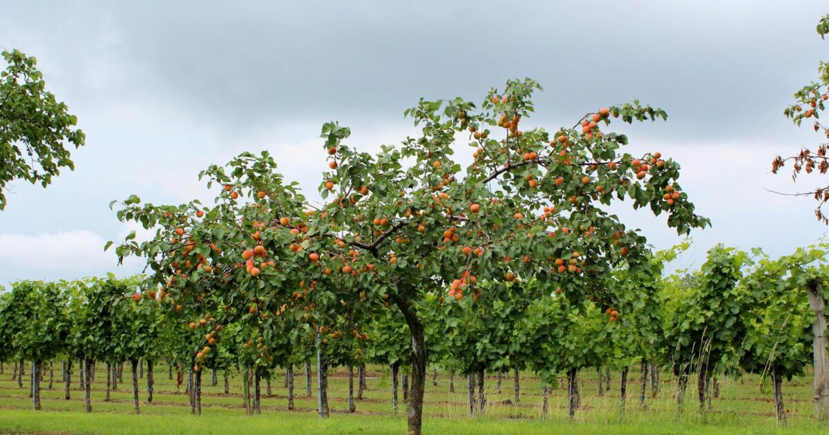 Caquis Fruit: Beyond the Basics in 2026