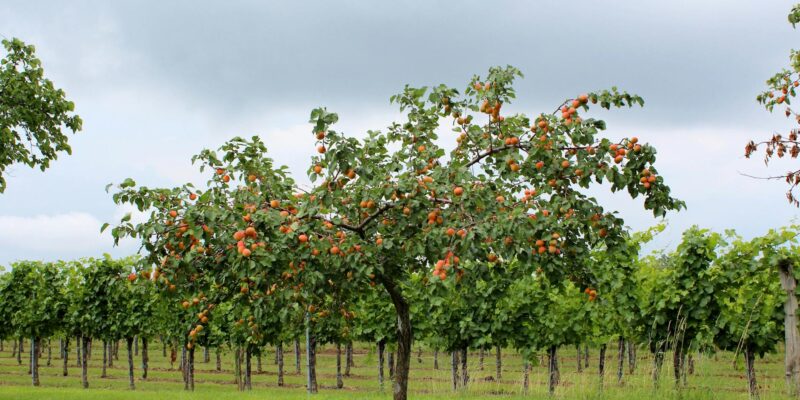 Caquis Fruit: Beyond the Basics in 2026