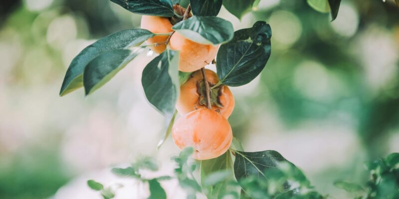 Kaki Persimmon: Your Ultimate Guide to This Fruit
