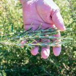 Rosemary Pitman portrait