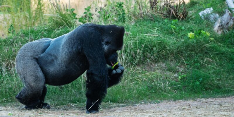 How Strong is a Gorilla? Unpacking the Power in 2026