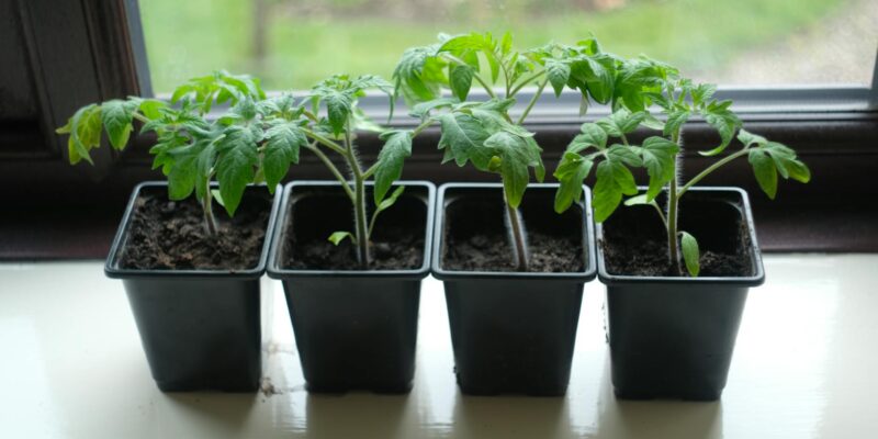 Grow Tomatoes in Pots: UK Guide